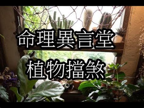 擋壁刀煞植物|什麼樹可以擋煞？風水植物推薦與擺放攻略 